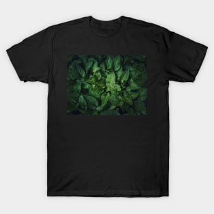 bindweed plant sprouts T-Shirt